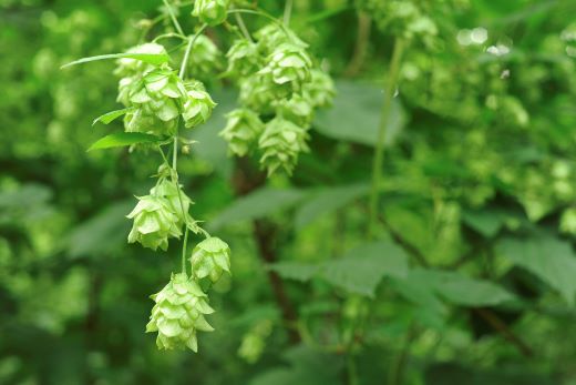 ããªã³ äžçªæŸã ãšãããŠããã çããŒã« 350ml à 24æ¬ 3ã±ãŒã¹ ïŒ é éç£ããã äœ¿çš ïŒ éå® ããŒã« ãé
BBQ å®
飲㿠家飲㿠æ©é
ã®ãã 猶ããŒã« KIRIN éºéº ããã ããªã³ããŒã« äººæ° ïŒ ããŒã«ã®é 蟲家 æ¯æŽ å¿æŽ ïŒ World Beer Awards 2025 International Lager äžçäž