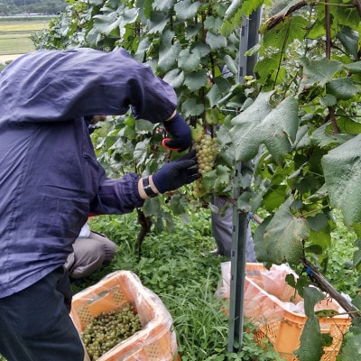 繝ッ繧、繝ウ 繝。繝ォ繝ュ 襍、 霎帛哨 750mlテ1譛ャ 縲2022驕驥弱Ρ繧、繝ウ縲代1743135縲
