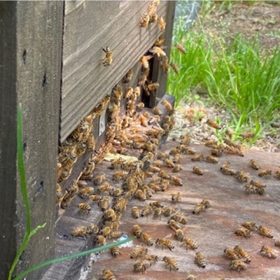 闖雁クク鬢願怩蝨 蟄」遽縺ョ縺翫☆縺吶a縺ッ縺。縺ソ縺、 縺翫∪縺九○繧サ繝ャ繧ッ繝6蛟句・縲1743150縲