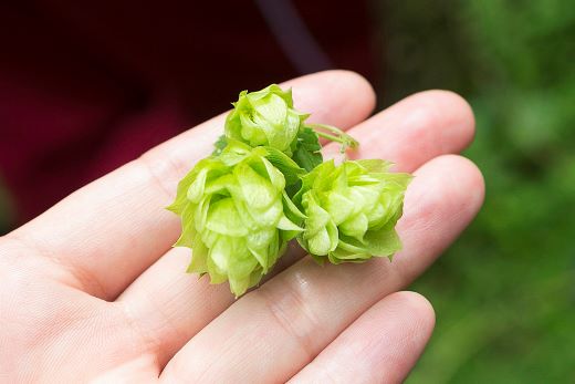 ããªã³ äžçªæŸã ãšãããŠããã çããŒã« 500ml à 12æ¬ ïŒ é éç£ããã äœ¿çš ïŒ éå® åºè· ããŒã« ãé
BBQ å®
飲㿠家飲㿠æ©é
ã®ãã 猶ããŒã« KIRIN éºéº ããã ããªã³ããŒã« äººæ° ïŒ ããŒã«ã®é 蟲家 æ¯æŽ å¿æŽ ïŒ World Beer Awards 2025 International Lager äžçäž