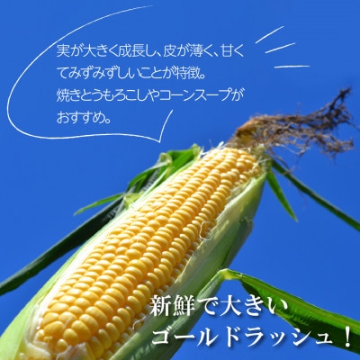 【先行予約】菊池一真の とうもろこし ゴールドラッシュ 約4kg 【2026年7月下旬〜発送】【配送不可地域：離島】【1579764】