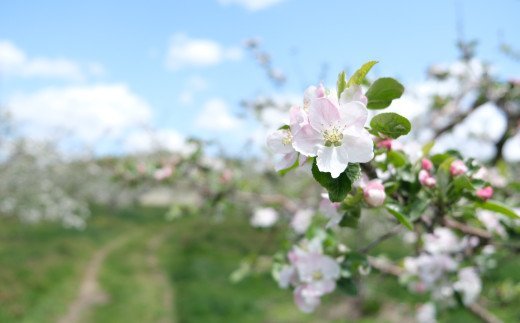 松陽園 りんごジュース 6本 セット