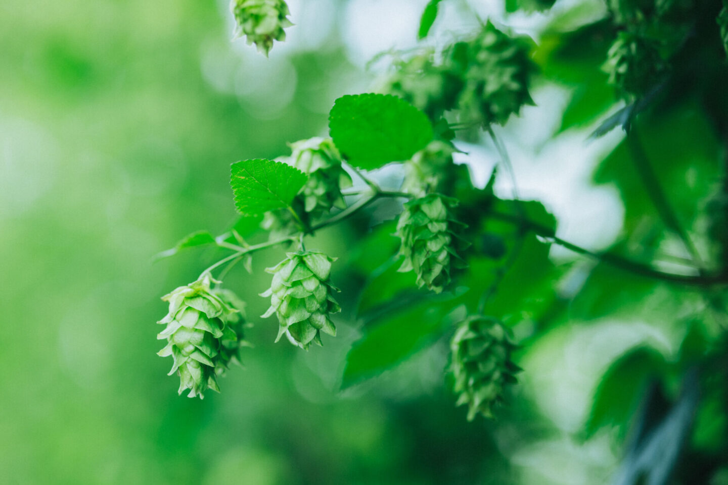 ã¯ã©ããããŒã« GOOD HOPS ããŸãã é£²ã¿æ¯ã¹ 24æ¬ ã»ãã 猶ããŒã« è©°ãåãã ãé
å°é
å°ããŒã« ãã¬ãŒã³ã ã®ãã ç¶ã®æ¥ ãç¥ã æè¬ èªçæ¥ çŸå³ãã ããŒã« ãåãå¯ã 猶 岩æç é éåž ç£ ããã äœ¿çš ãäžå
ãæ³æ® æ ªåŒäŒç€ŸBrewGood