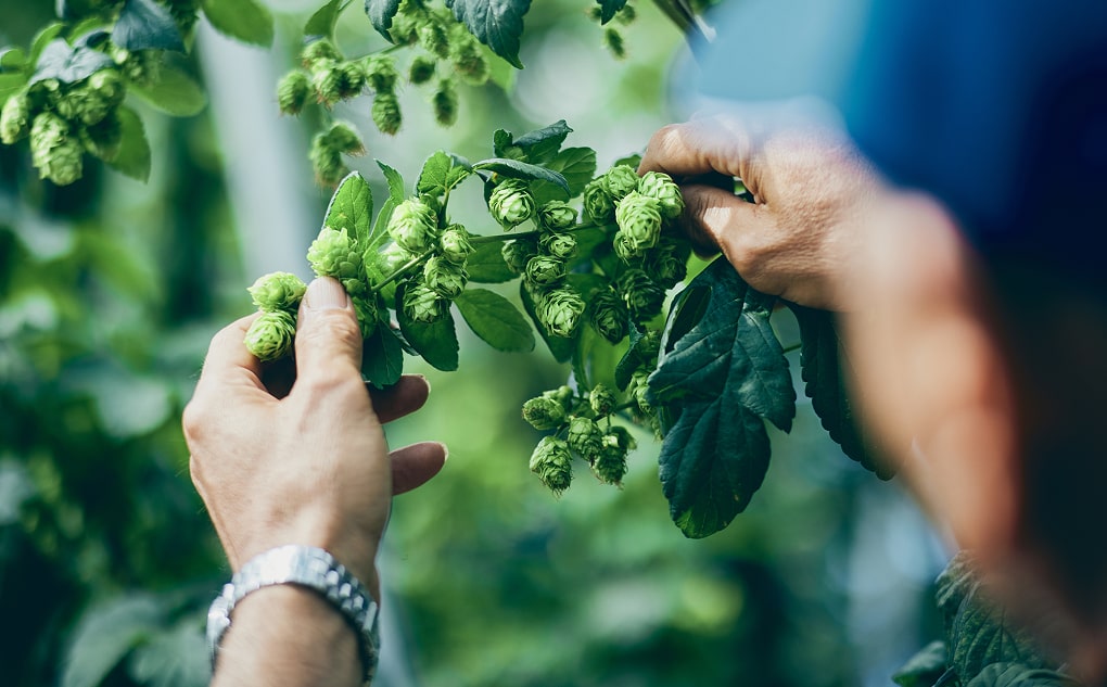 ã¯ã©ããããŒã« GOOD HOPS ããŸãã é£²ã¿æ¯ã¹ 24æ¬ ã»ãã 猶ããŒã« è©°ãåãã ãé
å°é
å°ããŒã« ãã¬ãŒã³ã ã®ãã ç¶ã®æ¥ ãç¥ã æè¬ èªçæ¥ çŸå³ãã ããŒã« ãåãå¯ã 猶 岩æç é éåž ç£ ããã äœ¿çš ãäžå
ãæ³æ® æ ªåŒäŒç€ŸBrewGood