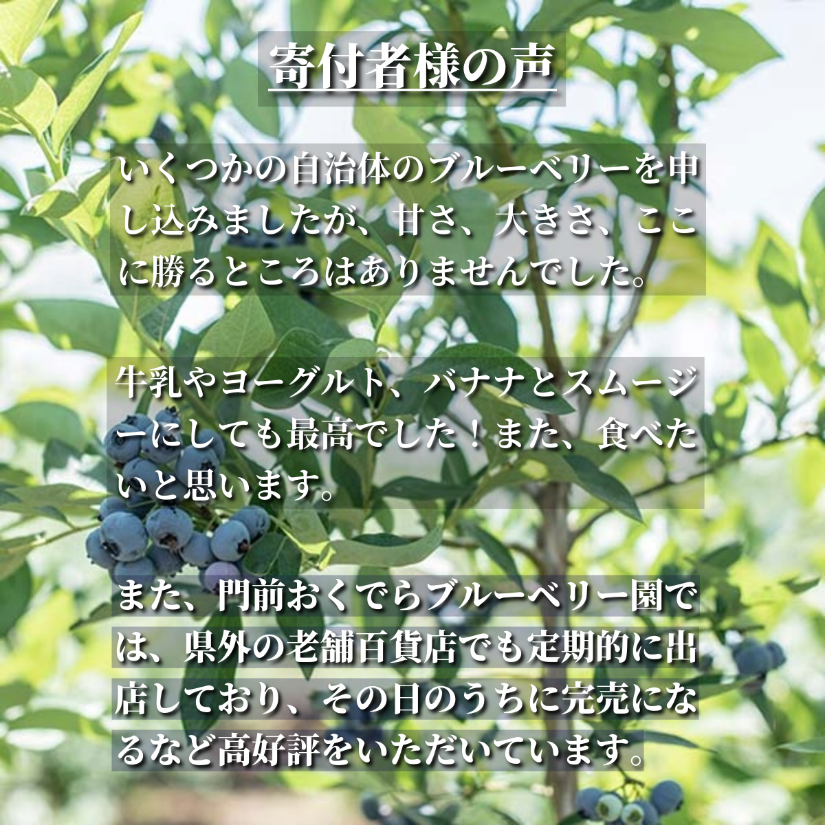 冷凍 ブルーベリー ちょっと小さめ Mサイズ 1kg （500gパック2個入り） 門前おくでらブルーベリー園 岩手県 遠野市 産 お取り寄せ 産地直送 2025年産 冷凍ブルーベリー