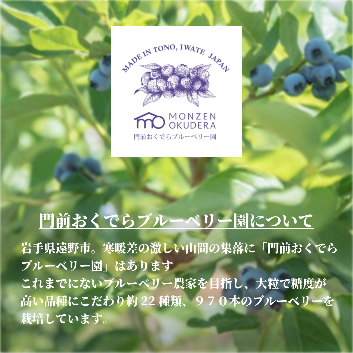 冷凍 ブルーベリー ちょっと小さめ Mサイズ 1kg （500gパック2個入り） 門前おくでらブルーベリー園 岩手県 遠野市 産 お取り寄せ 産地直送 2025年産 冷凍ブルーベリー