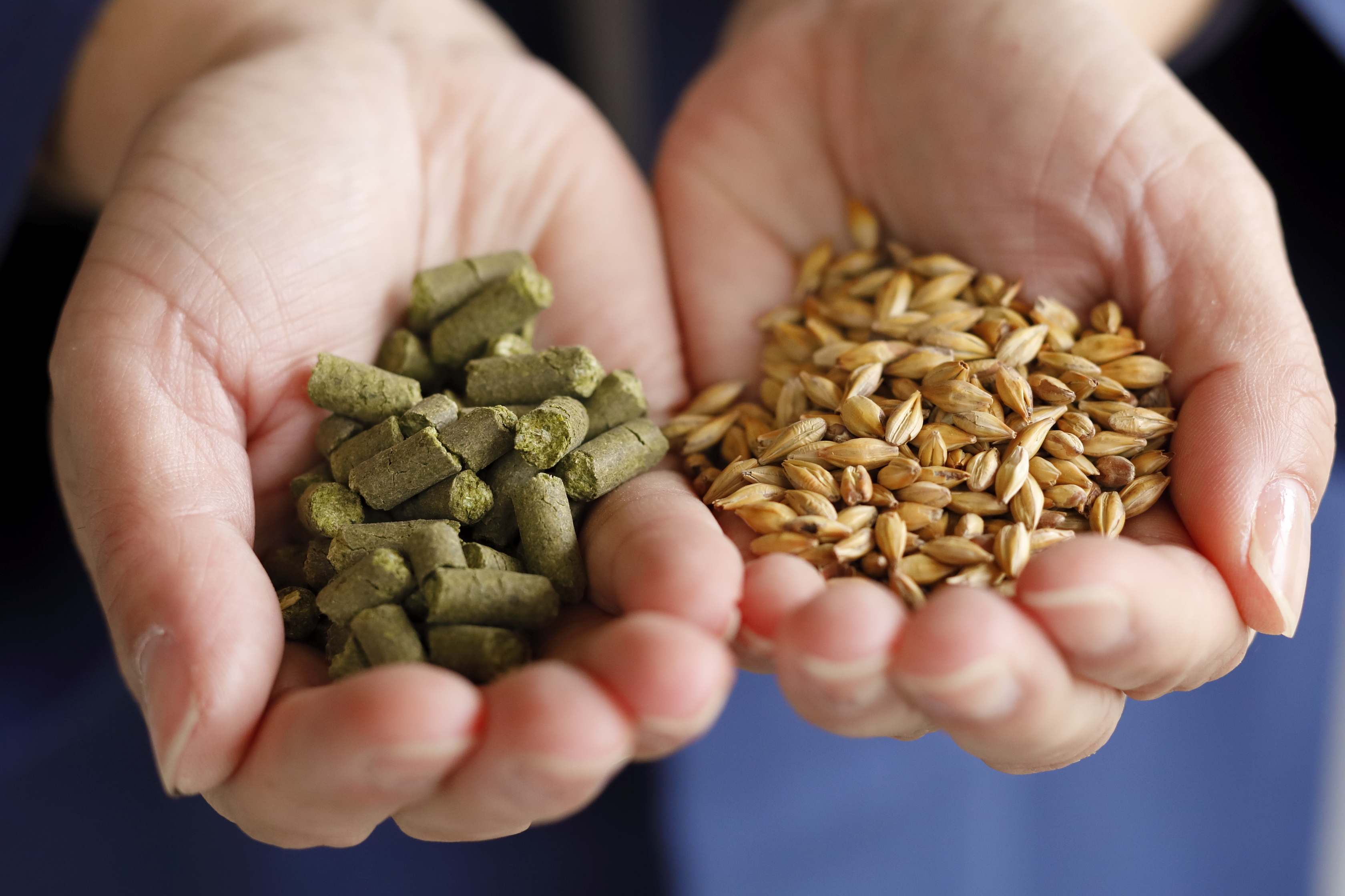 クラフトビール 24缶 遠野 麦酒 ZUMONA ゴールデンエール 350ml 24本 セット ビール 【ズモナ ビール 】 缶ビール 上閉伊酒造 岩手県 遠野市 産 ホップ 大槌 復興米 使用 地ビール