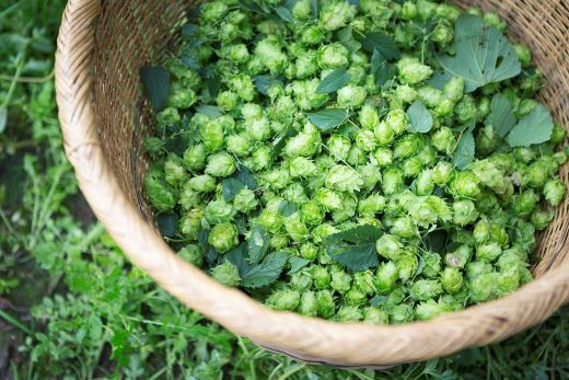 キリン 一番搾り とれたてホップ 生ビール 500ml × 24本 5ケース  ＜ 遠野産ホップ 使用 ＞  限定 ビール お酒 BBQ 宅飲み 家飲み 晩酌 ギフト 缶ビール KIRIN 麒麟 きりん キリンビール 人気 ＜ ビールの里 農家 支援 応援 ＞  World Beer Awards 2025 International Lager 世界一