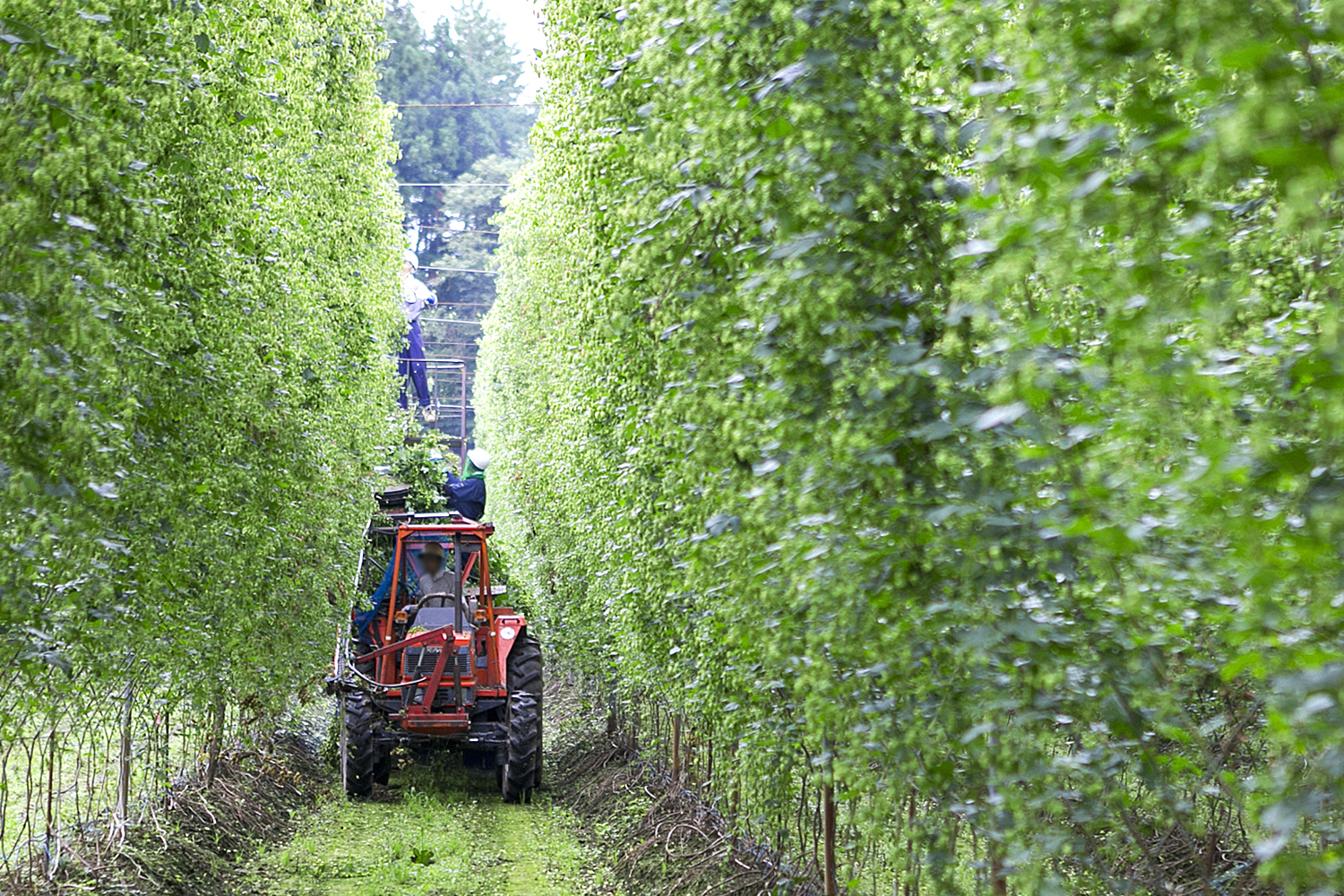 キリン 一番搾り とれたてホップ 生ビール 500ml × 24本 1ケース  ＜ 遠野産ホップ 使用 ＞  限定 ビール お酒 BBQ 宅飲み 家飲み 晩酌 ギフト 缶ビール KIRIN 麒麟 きりん キリンビール 人気 ＜ ビールの里 農家 支援 応援 ＞  World Beer Awards 2025 International Lager 世界一