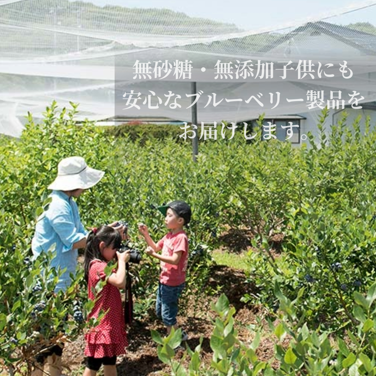 冷凍 ブルーベリー ちょっと小さめ Mサイズ 1kg （500gパック2個入り） 門前おくでらブルーベリー園 岩手県 遠野市 産 お取り寄せ 産地直送 2025年産 冷凍ブルーベリー