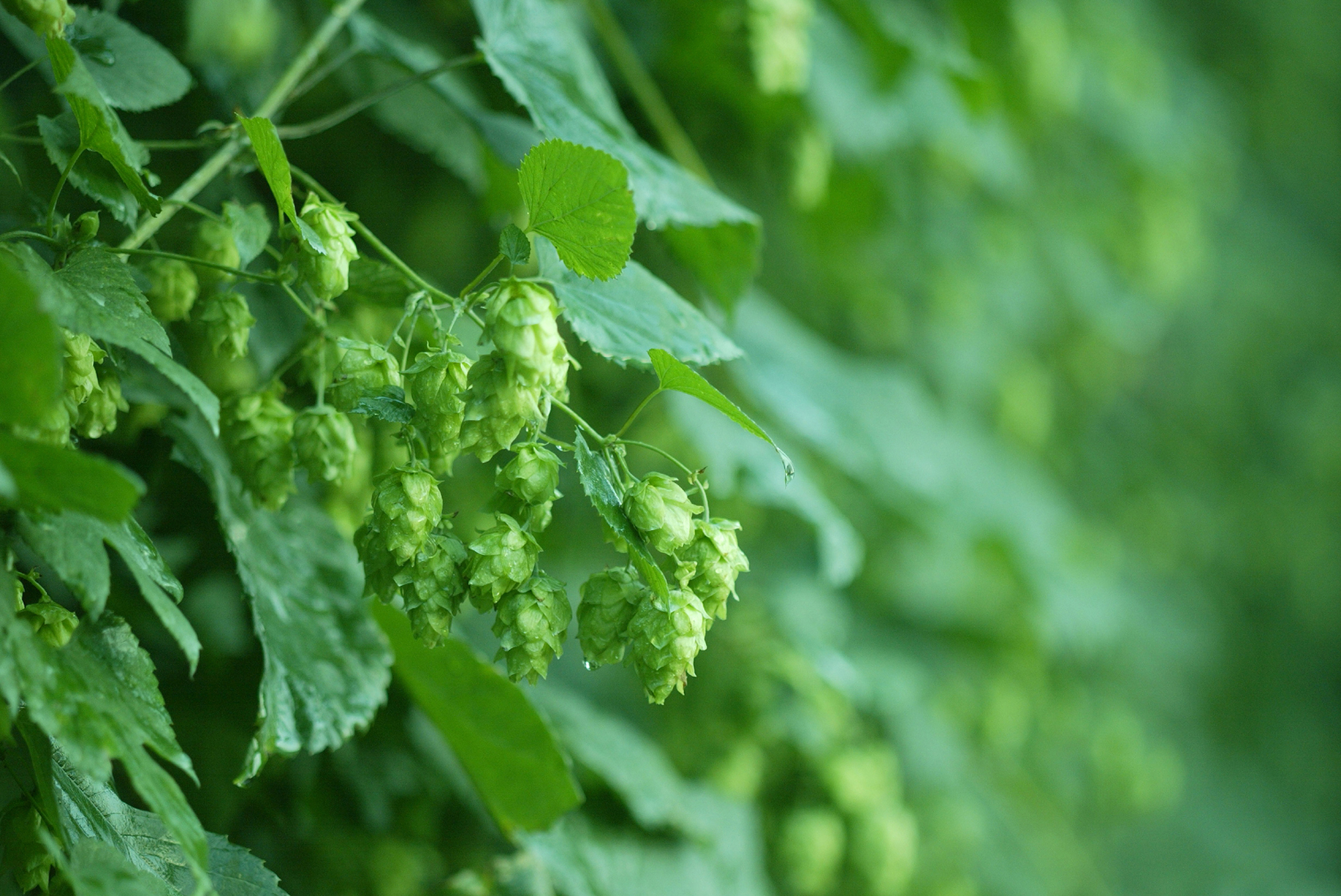 クラフトビール 遠野麦酒ZUMONA 缶 3種 6本 飲み比べ セット 【 新発売 リニューアル 】/ 上閉伊酒造 ズモナ ビール 岩手県 遠野市 産 ホップ 使用 インターナショナルビアカップ 金賞 銀賞 フルーティ 飲みやすい 地ビール