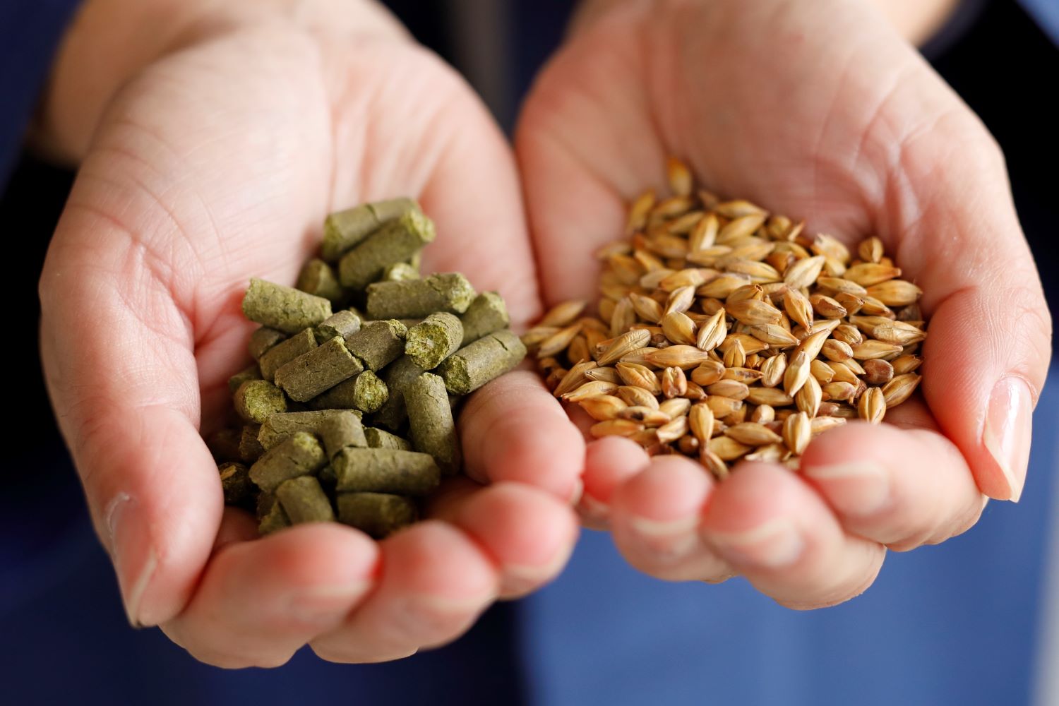 クラフトビール 遠野麦酒ZUMONA 缶 3種 6本 飲み比べ セット 【 新発売 リニューアル 】/ 上閉伊酒造 ズモナ ビール 岩手県 遠野市 産 ホップ 使用 インターナショナルビアカップ 金賞 銀賞 フルーティ 飲みやすい 地ビール