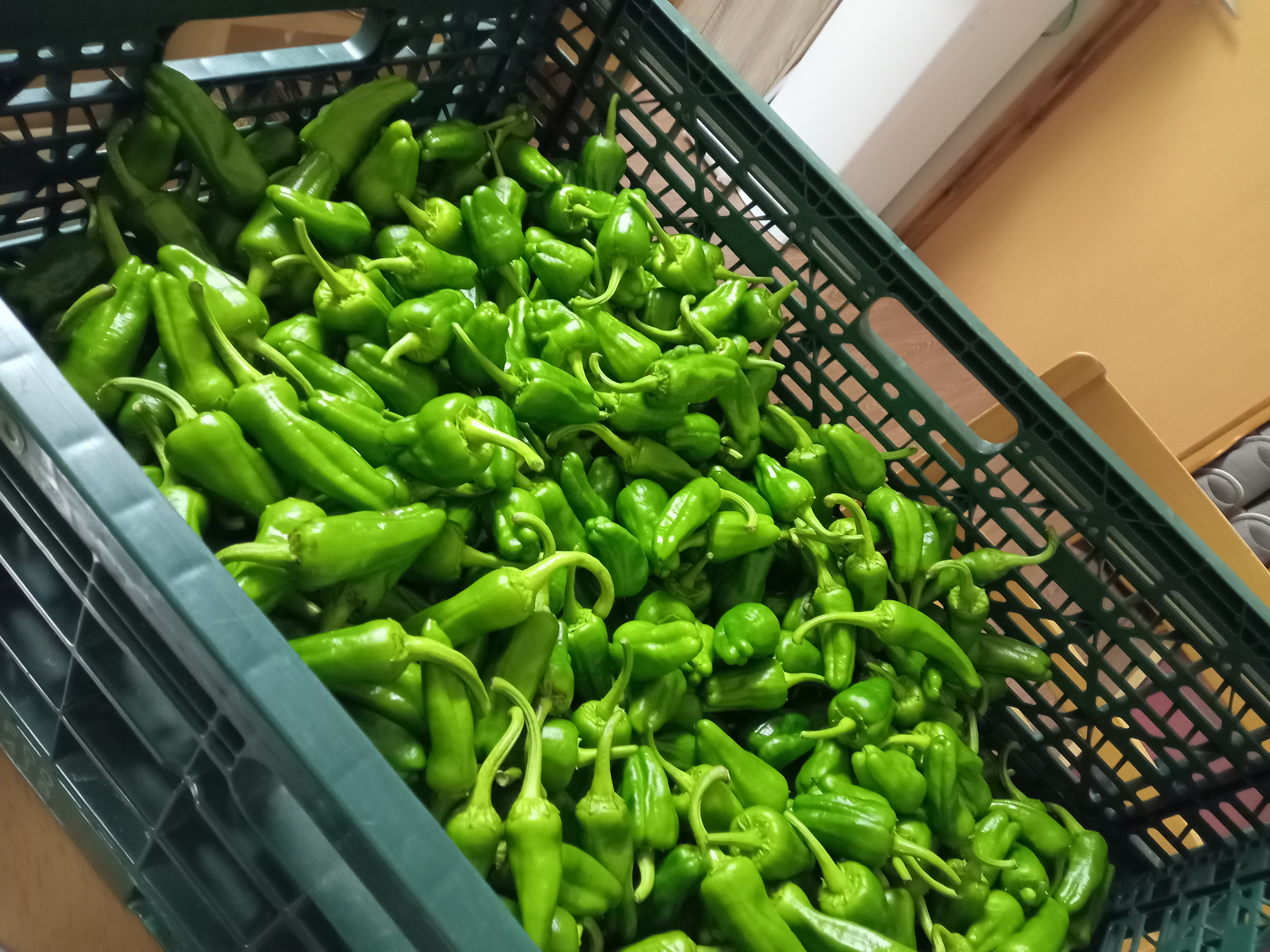 繝代ラ繝ュ繝ウ 500g 蟯ゥ謇狗恁 驕驥主ク 逕」 縺薙s縺溘〒縺繝シ縺ョ驕驥 驥手除 縺翫▽縺セ縺ソ