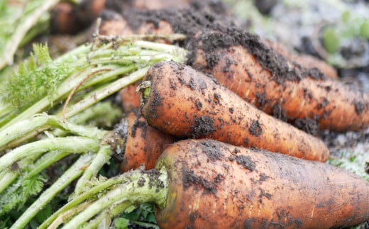 ã 3å å®æäŸ¿ ã æ¬ æ¡ãã㊠éè è©°ãåãã ã»ãã ïŒ5ïœ7åïŒã©ã€ããµã€ãºããããã§ããŒã®é éã岩æç é éåž