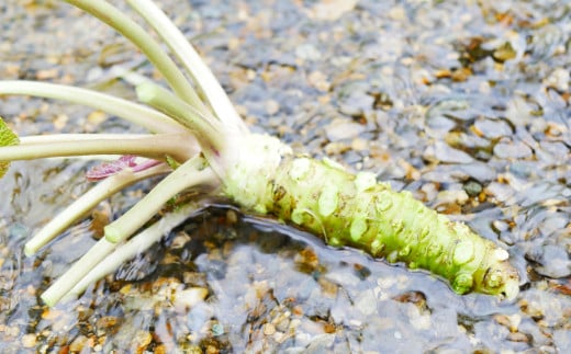 ã 3å å®æäŸ¿ ã æ¬ æ¡ãã㊠éè è©°ãåãã ã»ãã ïŒ5ïœ7åïŒã©ã€ããµã€ãºããããã§ããŒã®é éã岩æç é éåž