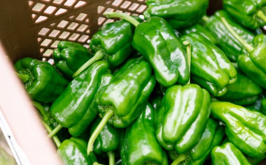 ã 3å å®æäŸ¿ ã æ¬ æ¡ãã㊠éè è©°ãåãã ã»ãã ïŒ5ïœ7åïŒã©ã€ããµã€ãºããããã§ããŒã®é éã岩æç é éåž