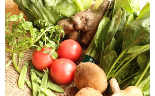 【定期便】遠野ふるさと野菜便（ 定期便 年5回：偶数月）《 野菜ソムリエ 厳選 数量限定 岩手県 遠野市 新鮮 旬 の 野菜セット 》