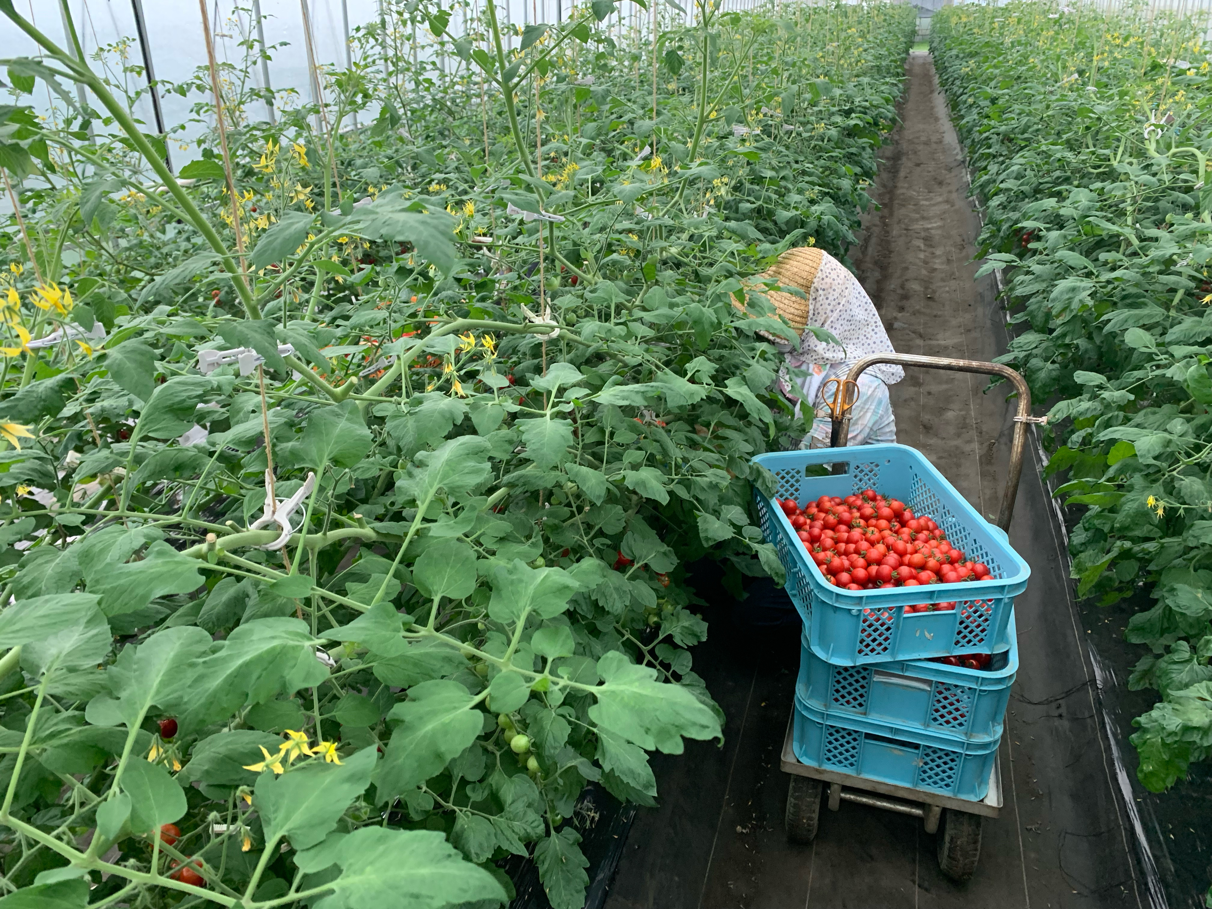 æ¬çŽ æ ãžã¥ãŒã¹ ã»ãã å€§ç¶ 1L 3çš® 2æ¬ åèš 6æ¬ / å®®å®å·äžæµçç£çµå 岩æç é éåžç£ 100% éè ãã«ãŒã æç© ããã ã«ããã å±±ã¶ã©ã