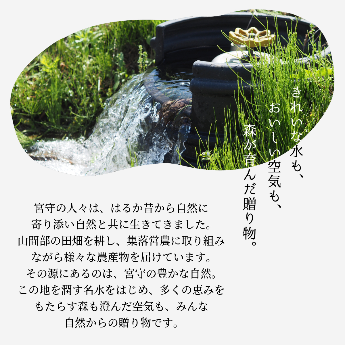 æ¬çŽ æ ãžã¥ãŒã¹ ã»ãã å€§ç¶ 1L 3çš® 2æ¬ åèš 6æ¬ / å®®å®å·äžæµçç£çµå 岩æç é éåžç£ 100% éè ãã«ãŒã æç© ããã ã«ããã å±±ã¶ã©ã