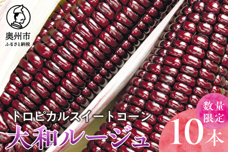 【先行予約】とうもろこし 大和ルージュ10本【数量限定】2026年9月上旬から出荷 離島配送不可  [T0018]