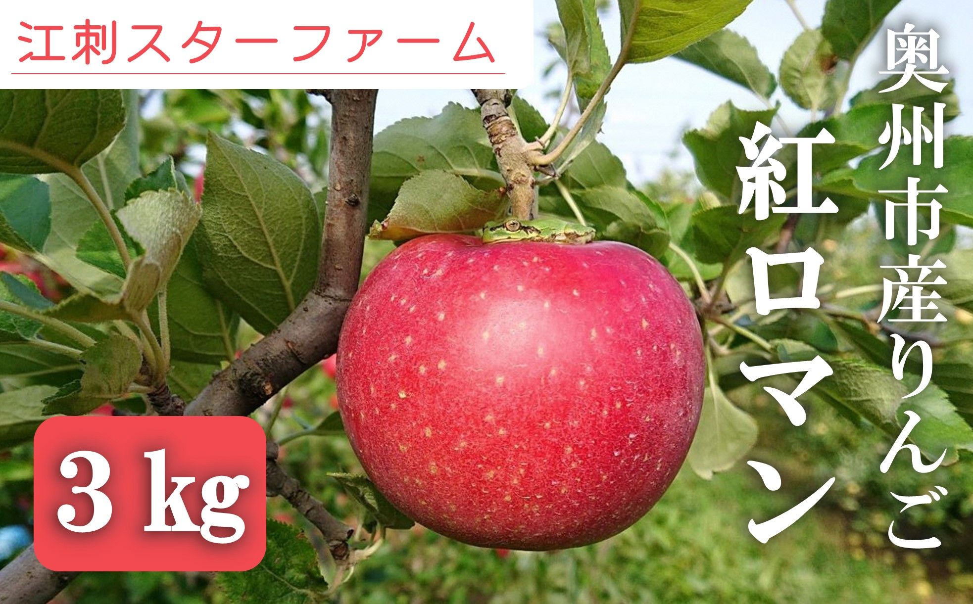 【スターファーム】 こだわり栽培の 紅ロマン 厳選品 約3kg 岩手県奥州市産りんご 産地直送 [AY001]