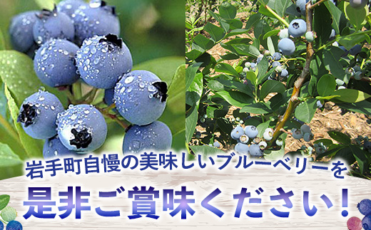 【訳あり加工用】岩手町産冷凍ブルーベリー1kg フルーツ 果物 くだもの おやつ スイーツ デザート ジャム スムージー ヨーグルト お菓子作り 冷凍 訳あり 加工用 業務用 岩手県 岩手町 岩手缶詰