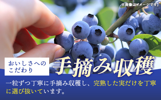 岩手町産】冷凍ブルーベリー 1kg【訳あり】 冷凍 家庭用 大粒 不揃い