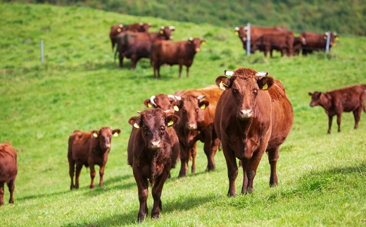 ã岩æçè§åçãç¡æ·»å ã³ã³ããŒãïŒ150ïœÃ1åïŒã»ç¡æ·»å ãã³ããŒã°ïŒ120ïœÃ2åïŒã³ã³ããŒã ãã³ããŒã° ç¡æ·»å ã»ãã è ããã çè ãè