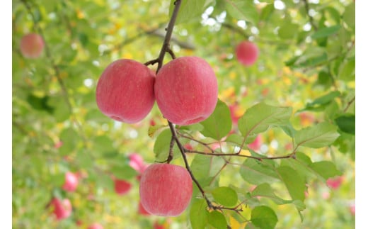 岩手町産 りんごの果実 100％ ジュース・ゼリーセット りんご リンゴ 100％ フルーツ 果物 じゅーす ドリンク リンゴジュース 