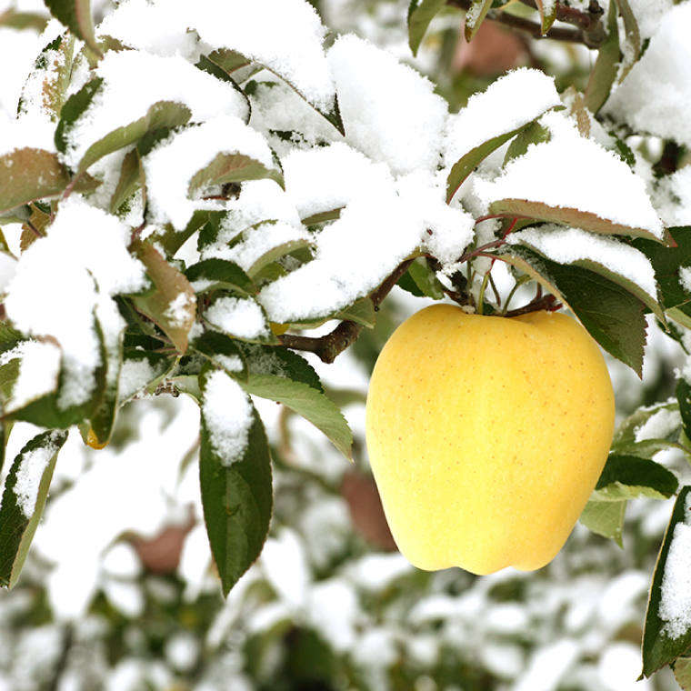 りんご 「そばかす冬恋」（自家用「冬恋 はるか」 サビ有） 糖度15度以上【先行予約 12月発送予定】 数量限定 ★サビあり りんご★ 岩手県産 りんご リンゴ 林檎 冬恋 はるか フルーツ くだもの 果物 訳あり 【冬恋研究会】 (AI023)