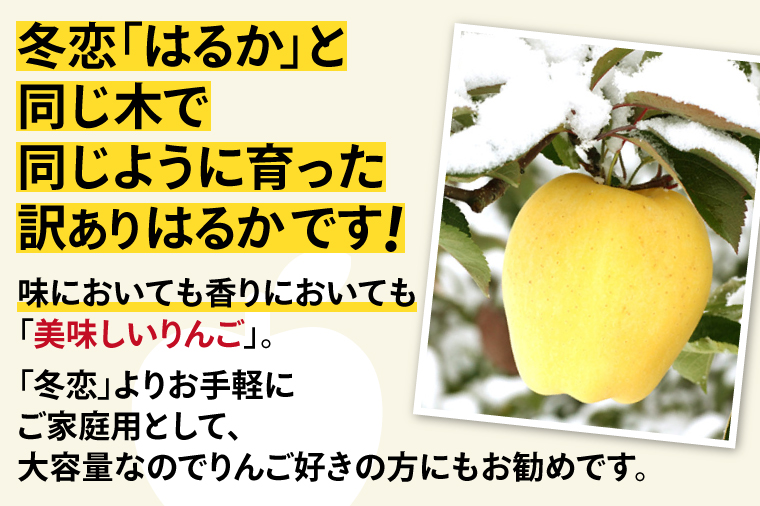 【先行予約】数量限定 わけありはるか (自家用  純情はるか)  約5kg【冬恋研究会】 (AI010)