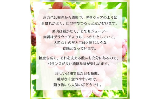 ＼先行予約／【数量限定】岩手県産ぶどう サニールージュ 約1kg (AR031) 8月下旬発送開始 希少品種 紫波町産 贈答品 ギフト フルーツ 葡萄 ブドウ 2房 高品質 完熟 甘い 新鮮 産地直送 [AR031]