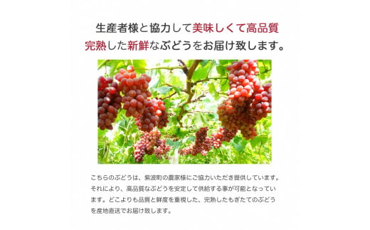 ＼先行予約／【数量限定】岩手県産ぶどう サニールージュ 約1kg (AR031) 8月下旬発送開始 希少品種 紫波町産 贈答品 ギフト フルーツ 葡萄 ブドウ 2房 高品質 完熟 甘い 新鮮 産地直送 [AR031]