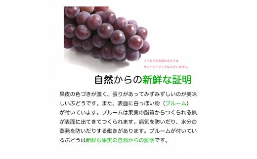 ＼先行予約／【数量限定】岩手県産ぶどう サニールージュ 約1kg (AR031) 8月下旬発送開始 希少品種 紫波町産 贈答品 ギフト フルーツ 葡萄 ブドウ 2房 高品質 完熟 甘い 新鮮 産地直送 [AR031]