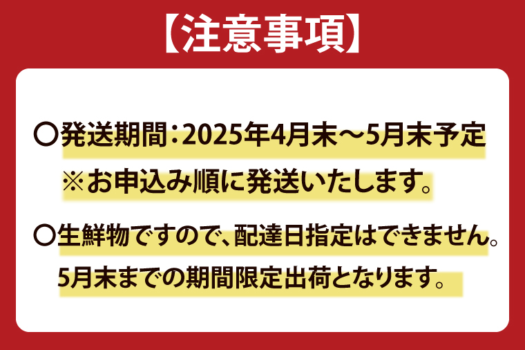 ＼先行予約・数量限定／紫波町産フルーツアスパラ 約1.5kg 路地栽培の野菜 木酢液防虫 新鮮野菜 生でもたべれる (CS002)