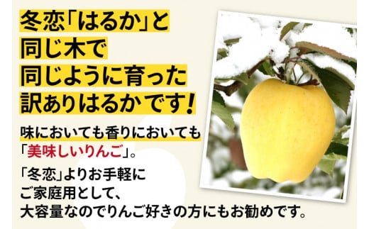 ＼訳あり／りんご 純情 はるか 約2.5kg 糖度14度以上【先行予約 12月発送】数量限定 わけあり 自家用 岩手県産 りんご リンゴ 林檎 はるか 純情はるか フルーツ くだもの 果物 【冬恋研究会】 (AI011)