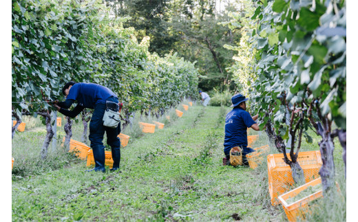 紫波 辛口ワイン 2本セット ロゴ入りワイングラス入り (AL075)