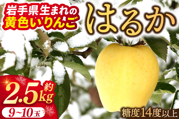 りんご はるか 約2.5kg 糖度14度以上【先行予約 12月発送】数量限定 岩手県産 りんご リンゴ 林檎 はるか 純情はるか フルーツ くだもの 果物 【冬恋研究会】 (AI014)