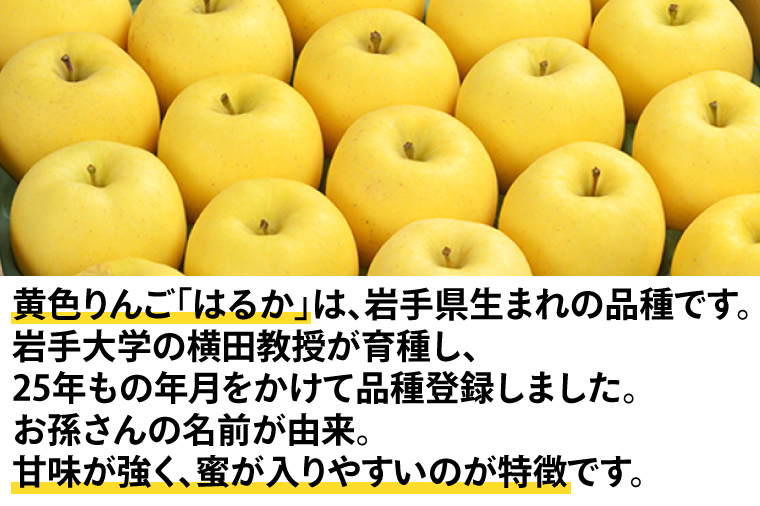 りんご はるか 約2.5kg 糖度14度以上【先行予約 12月発送】数量限定 岩手県産 りんご リンゴ 林檎 はるか 純情はるか フルーツ くだもの 果物 【冬恋研究会】 (AI014)