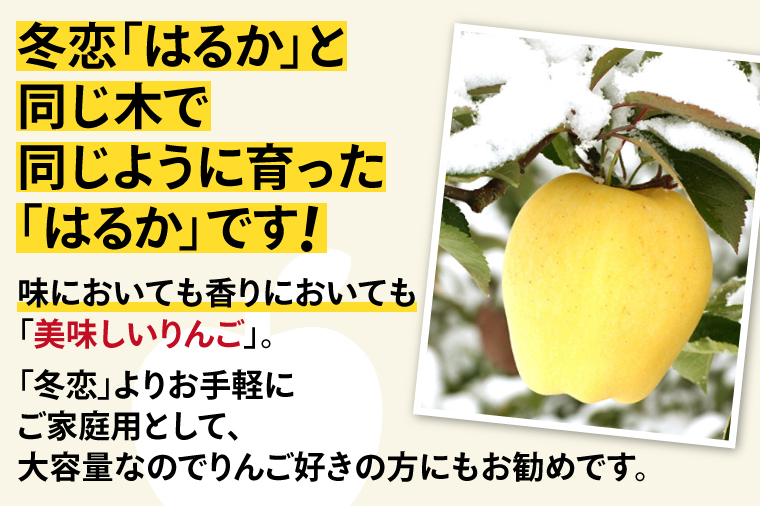 りんご はるか 約2.5kg 糖度14度以上【先行予約 12月発送】数量限定 岩手県産 りんご リンゴ 林檎 はるか 純情はるか フルーツ くだもの 果物 【冬恋研究会】 (AI014)