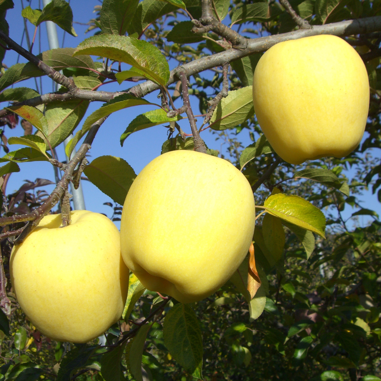 ããã ãçŽæ
ã¯ããã ç³åºŠ14床以äžãå
è¡äºçŽ 12æçºéäºå®ãæ°ééå® å²©æçç£ ããã ãªã³ãŽ ææª ã¯ãã ãã«ãŒã ãã ãã® æç© èš³ãã èªå®¶çš å®¶åºçš ã嬿ç ç©¶äŒã (AI024)