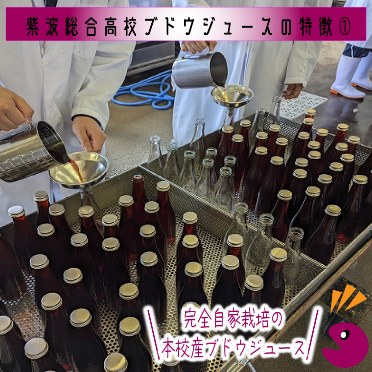 ＼紫波の高校生が作りました！／紫波町産 ぶどうジュース 300ml 6本入り ｜岩手 紫波町 ぶどうジュース 紫波 高校 岩手県立紫波総合高等学校 選べる フレッシュ(EC003)