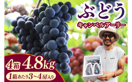 【先行予約】＼数量限定 9月発送予定／ ぶどう キャンベルアーリー 約4.8kg 4箱 (1箱あたり：3～4房入り) (EK004)