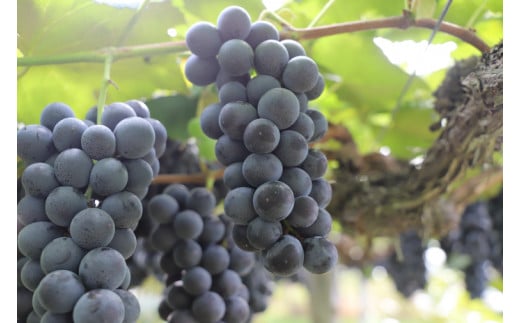 ＼数量限定 9月発送予定／ ぶどう キャンベルアーリー 約4.8kg 4箱 (1箱あたり：3～4房入り) (EK004)