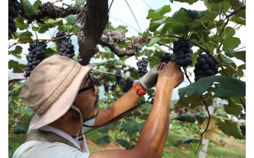 ＼数量限定 9月発送予定／ ぶどう キャンベルアーリー 約4.8kg 4箱 (1箱あたり：3～4房入り) (EK004)