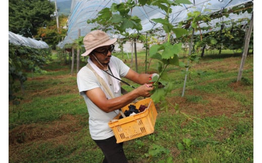 ＼数量限定 9月発送予定／ ぶどう キャンベルアーリー 約4.8kg 4箱 (1箱あたり：3～4房入り) (EK004)