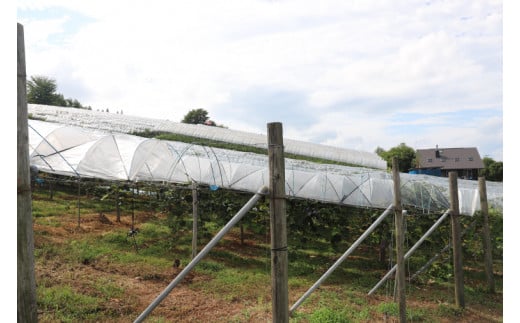 ＼数量限定 9月発送予定／ ぶどう キャンベルアーリー 約4.8kg 4箱 (1箱あたり：3～4房入り) (EK004)