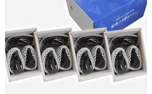 ＼数量限定 9月発送予定／ ぶどう キャンベルアーリー 約4.8kg 4箱 (1箱あたり：3～4房入り) (EK004)