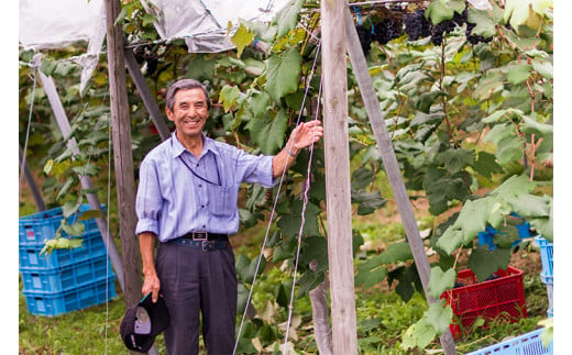 ＼先行予約／ 赤ワイン 辛口 12本 セット 紫あ波せ ワイン (しあわせワイン) ぶどう 自園自醸 ワイン紫波 (AL098)