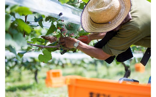 ＼先行予約／ 赤ワイン 辛口 12本 セット 紫あ波せ ワイン (しあわせワイン) ぶどう 自園自醸 ワイン紫波 (AL098)